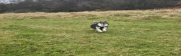 Pomsky dogs for sale: Pomsky litter coming - Advert 13