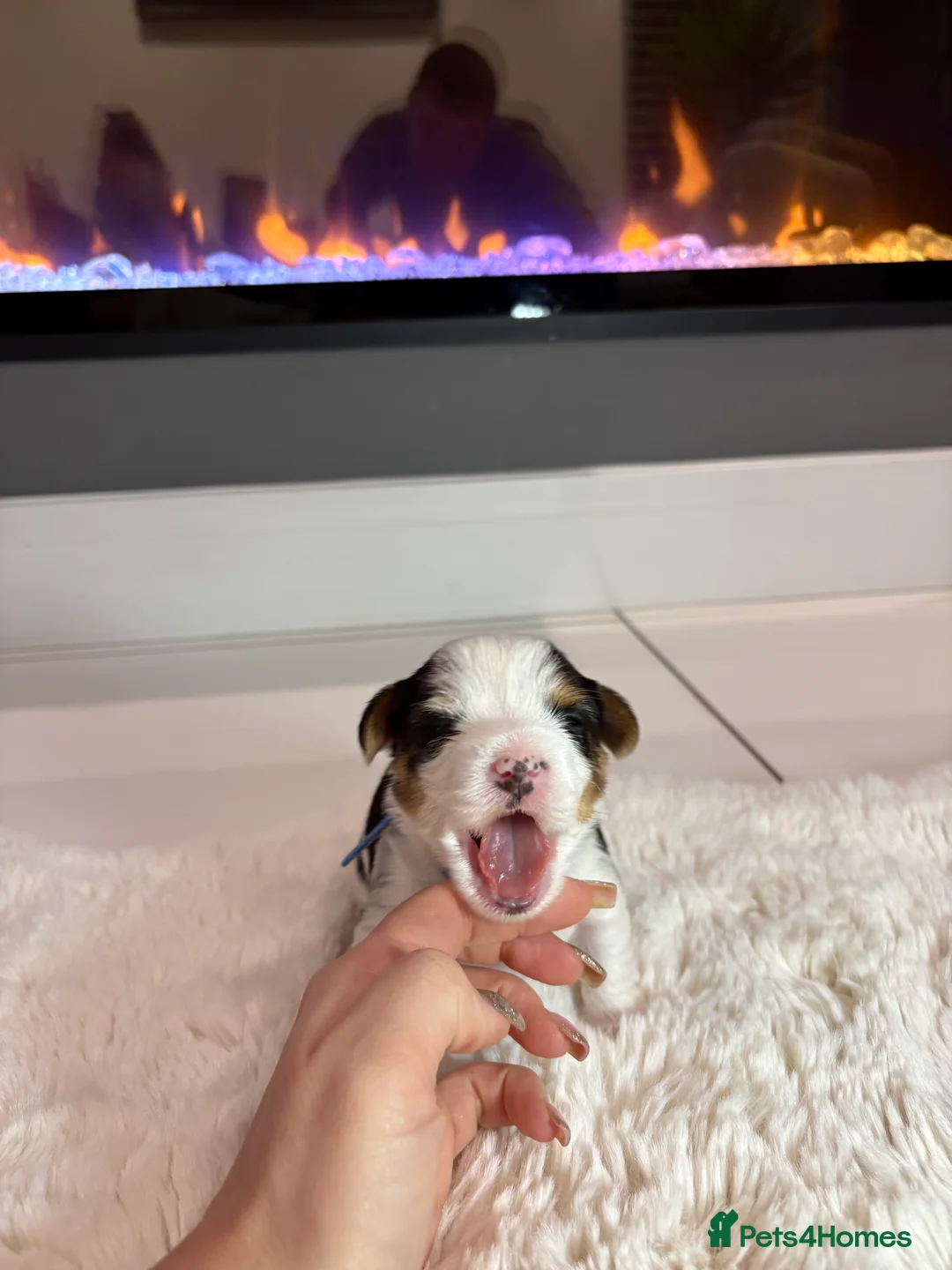 Yorkshire Terrier dogs for sale: Pure Biewer York Terriers for sale - Advert 16