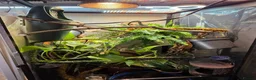 Chameleon reptiles for sale: Male and female yemen chameleon  - Advert 6