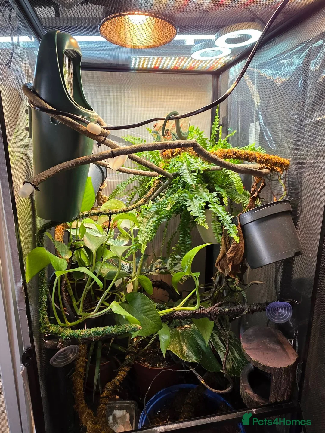 Chameleon reptiles for sale: Male and female yemen chameleon  - Advert 6