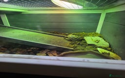 Hermann Tortoise reptiles for sale: 2 Yearling Western Hermann's Tortoises+full setup - Image 8