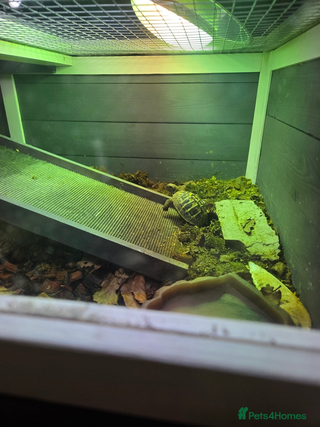 Hermann Tortoise reptiles for sale: 2 Yearling Western Hermann's Tortoises+full setup - Image 8