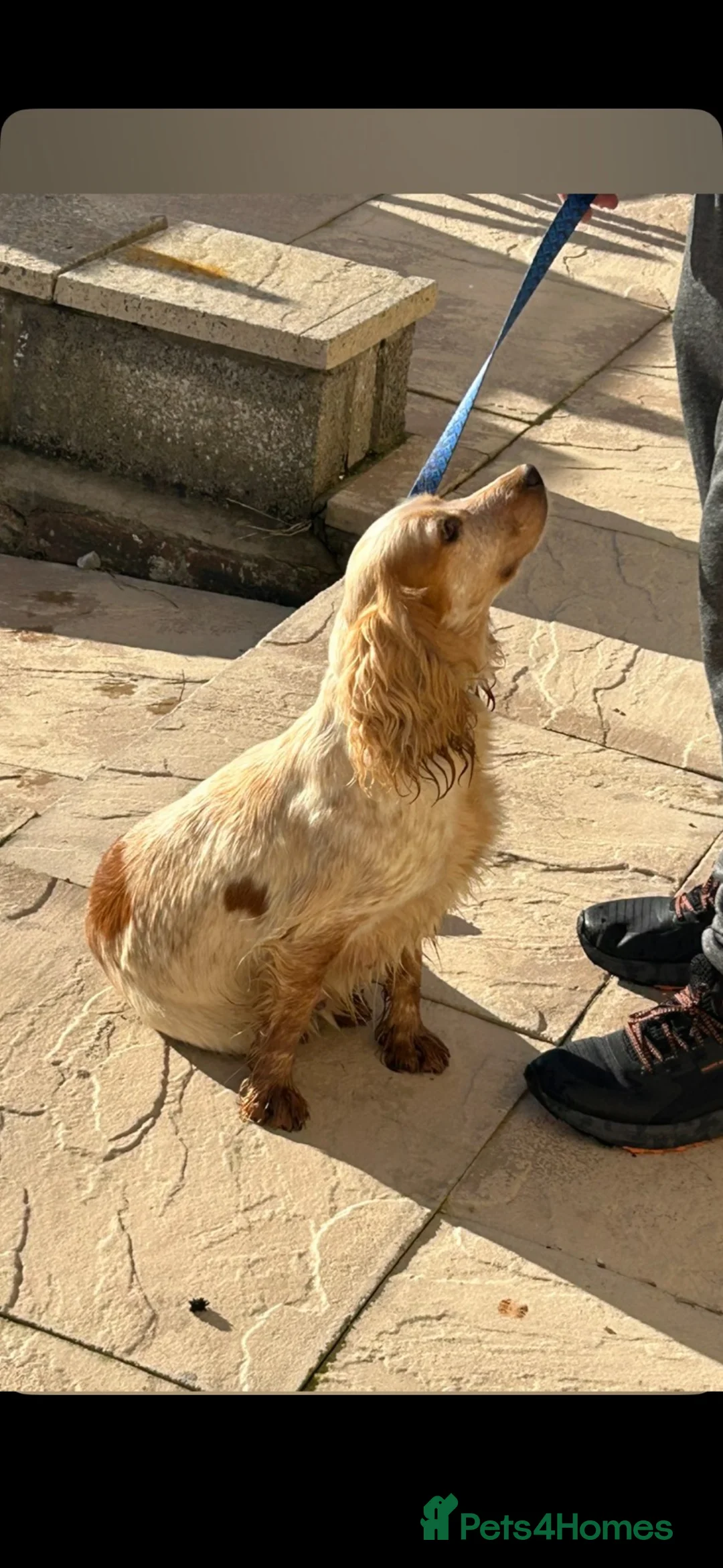 Sprocker dogs for sale: Sprocker spaniel puppies  - Advert 2