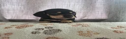 Miniature Dachshund dogs for sale: Kc reg miniature dachshunds - Advert 3