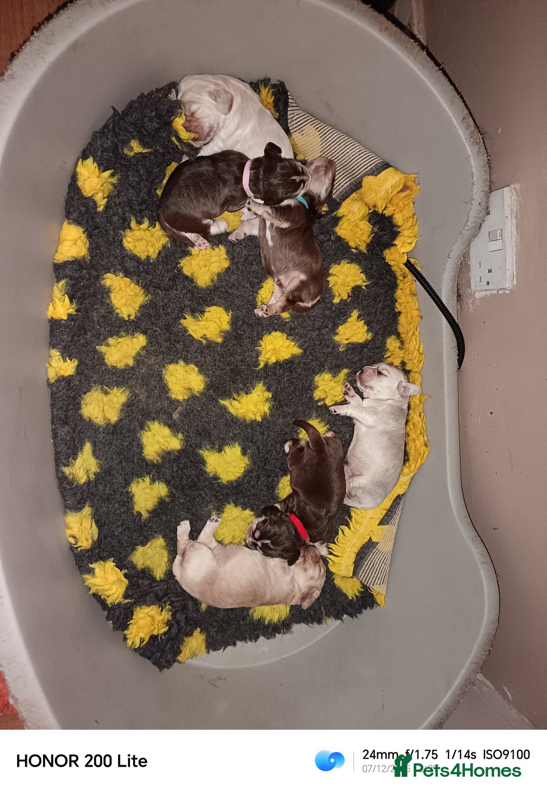 Cocker Spaniel dogs for sale: Show type Cocker Spaniel puppies - Advert 10