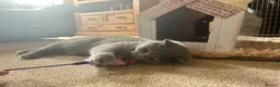 British Shorthair cats for sale: GCCF Registered British Shorthair Kittens - Advert 4