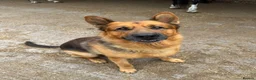 German Shepherd dogs for sale:  German Shepherd Male in search of 5* rural home - Advert 6