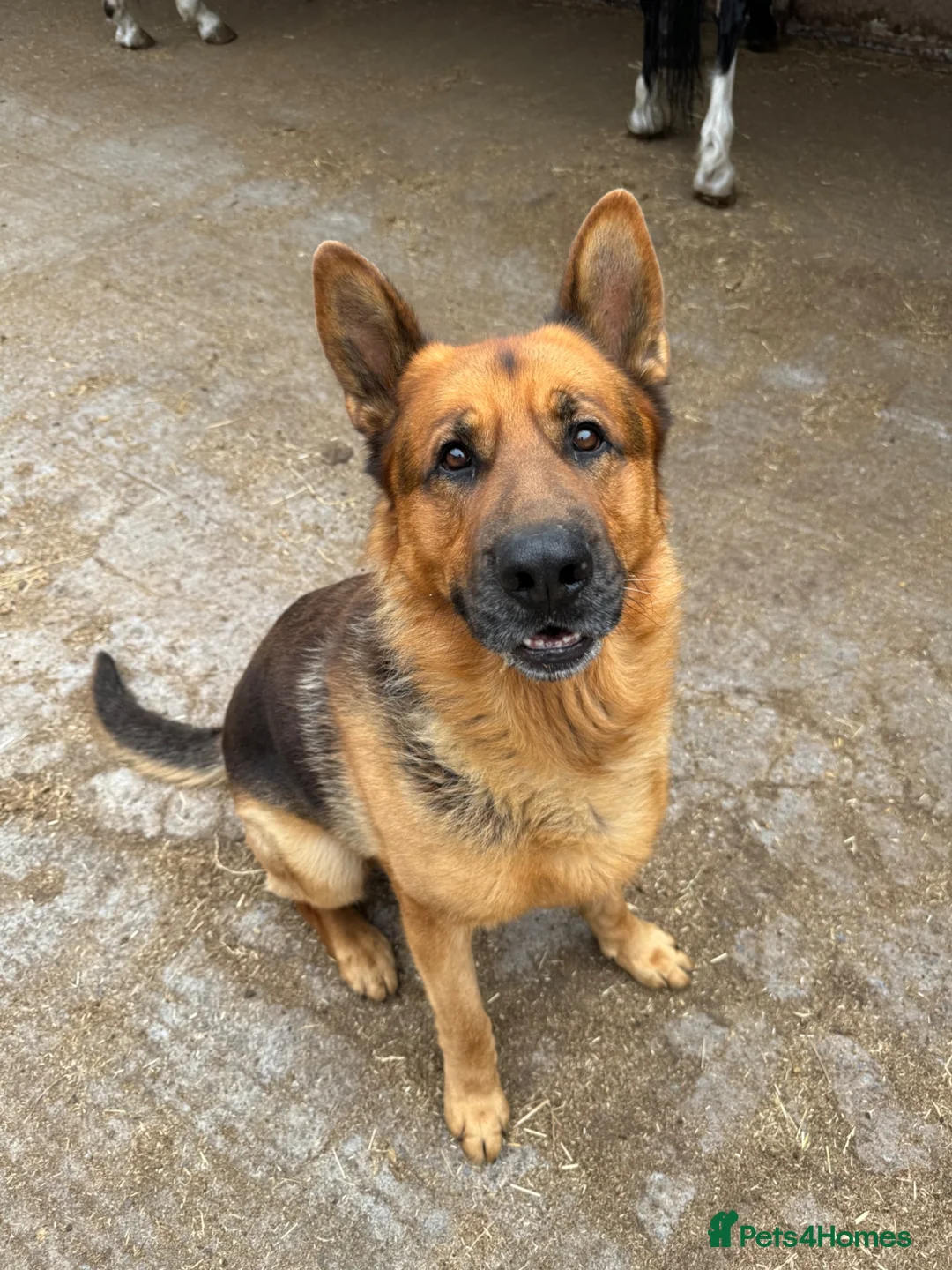 German Shepherd dogs for sale:  German Shepherd Male in search of 5* rural home - Advert 6