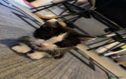 British Longhair cats for sale: Three adorable kittens  - Image 6