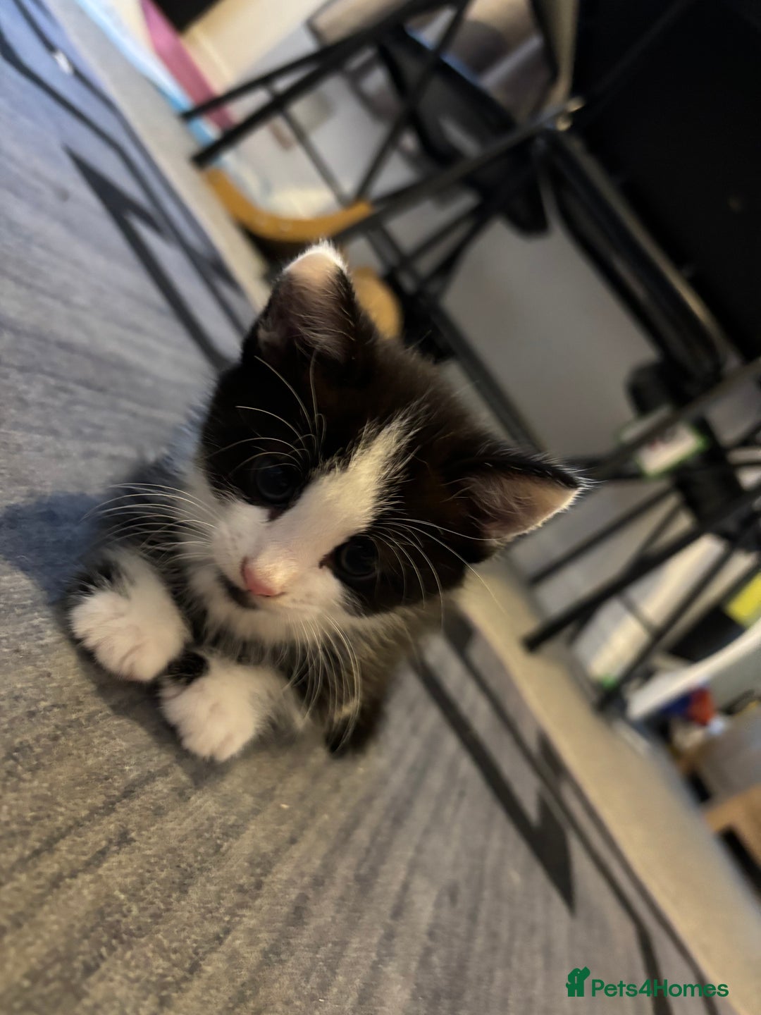 British Longhair cats for sale: Three adorable kittens  - Image 6