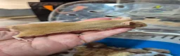 Mouse rodents for sale: Fancey Male and female mice - Advert 21