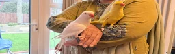 Ringnecks birds for sale: Beautiful Pair of Ringneck Parrots  Sunny & Silky - Advert 1