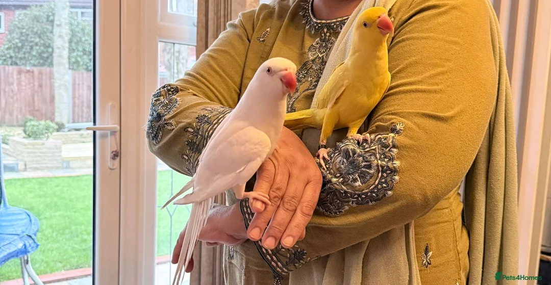 Ringnecks birds for sale: Beautiful Pair of Ringneck Parrots  Sunny & Silky - Advert 1