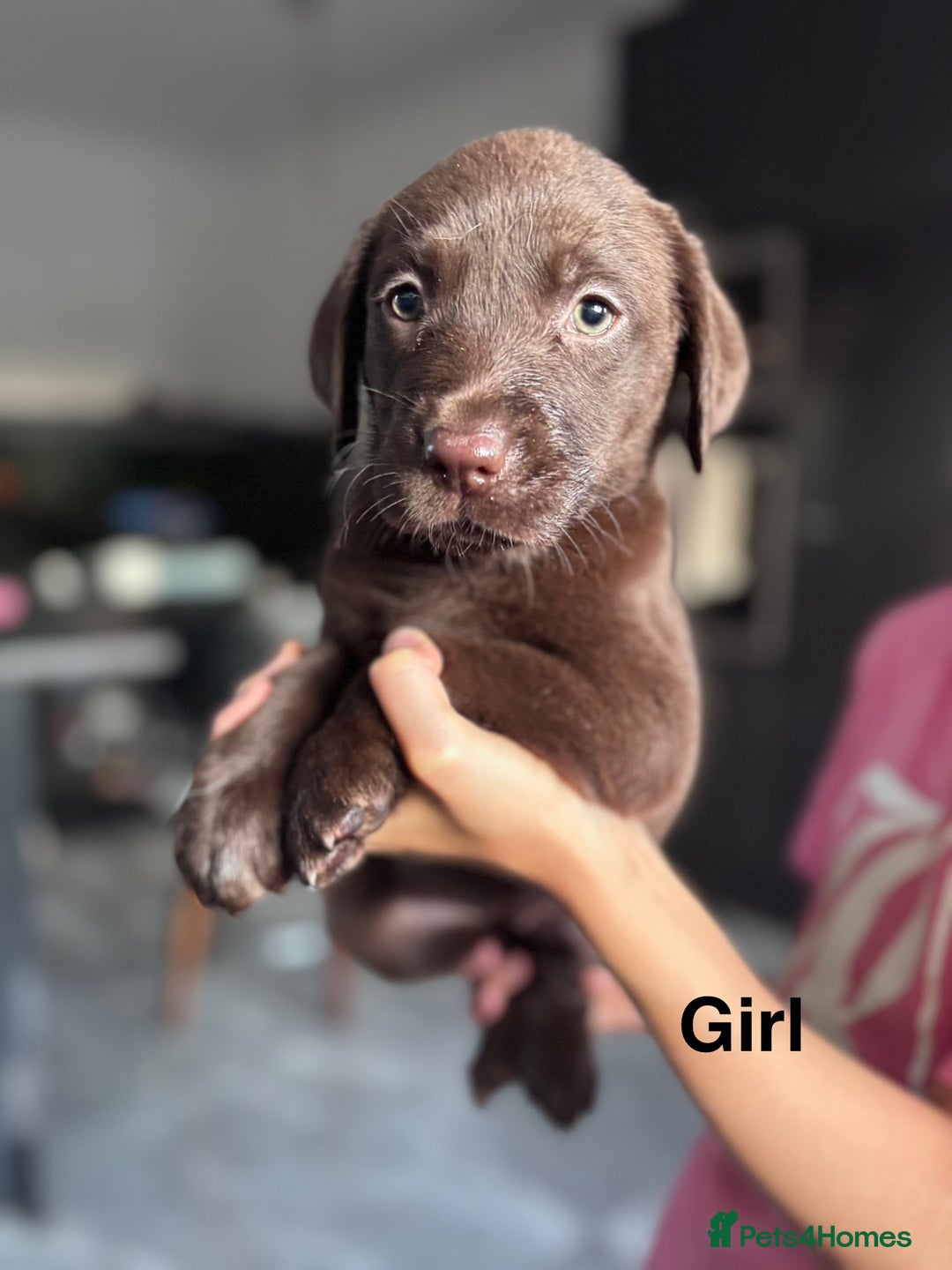 Labrador Retriever dogs for sale: Adorable Labrador Retriever Puppies d.o.b 4/07/25 - Image 3