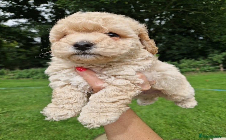Poochon dogs in Market Drayton - Advert 6
