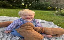 Cocker Spaniel dogs for sale: Gorgeous golden pedigree cocker spaniels  - Image 4