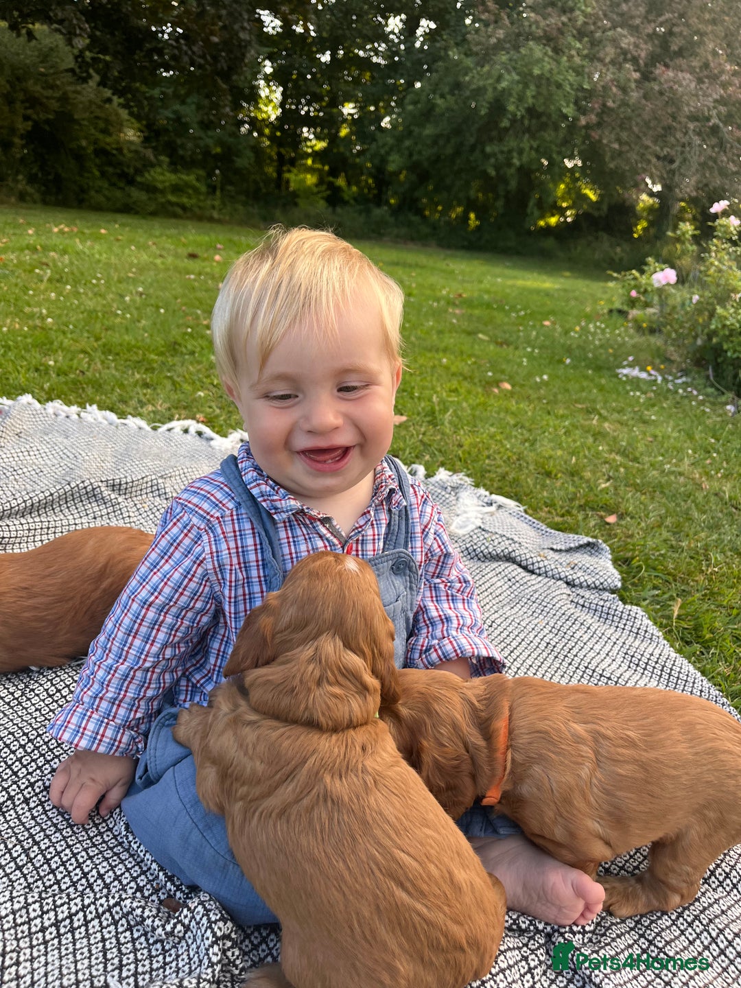 Cocker Spaniel dogs for sale: Gorgeous golden pedigree cocker spaniels  - Image 4