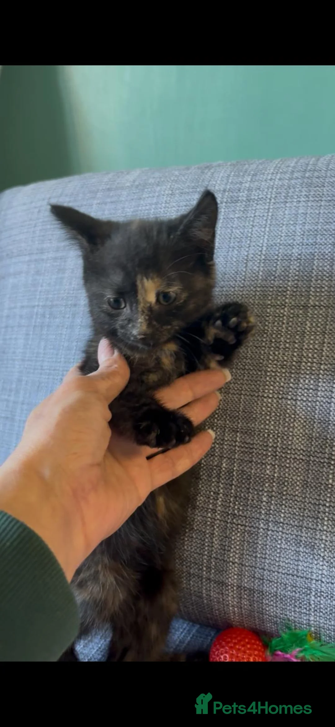 Mixed Breed cats for sale: Mixed Breed - Advert 2