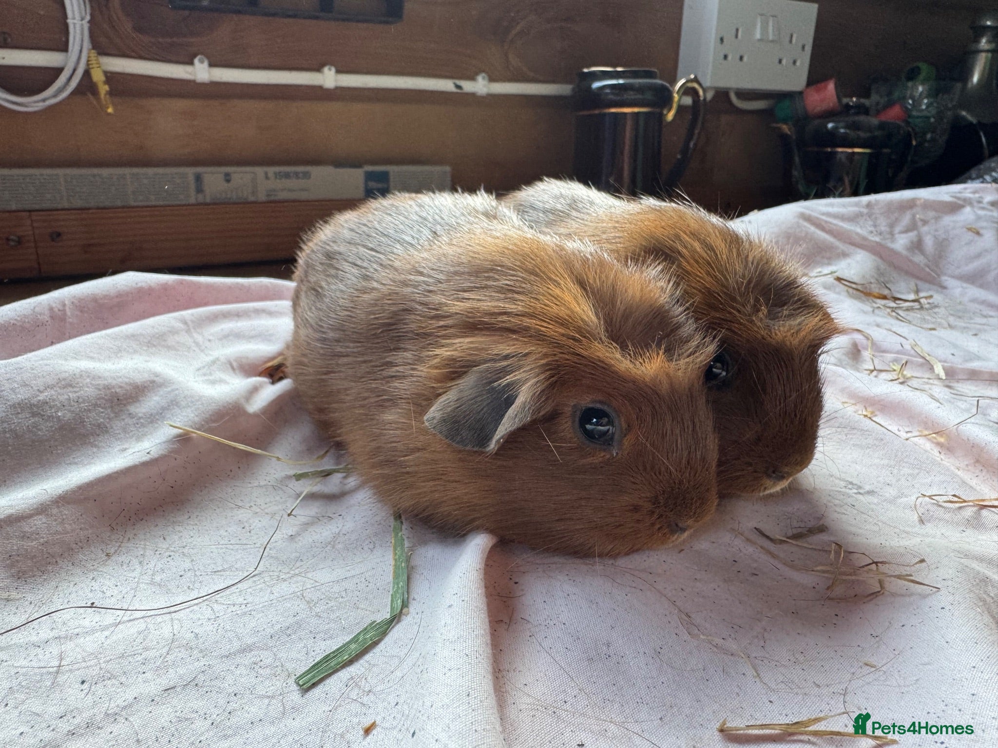 Guinea Pig rodents Stunning boars - Advert 17