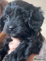 Cavapoo dogs Cavapoo - Advert 8