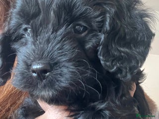 Cavapoo dogs Cavapoo - Advert 13