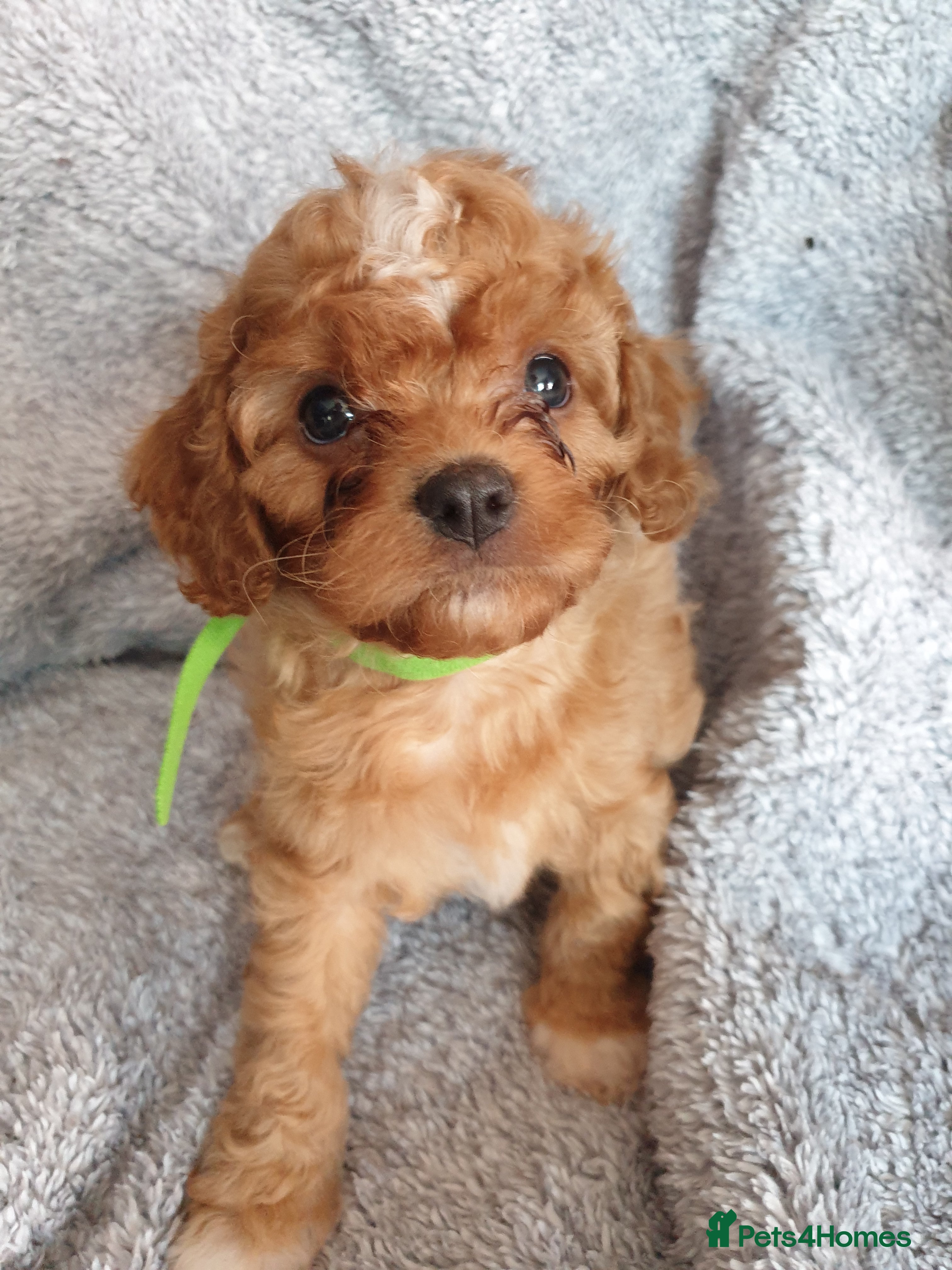 Cavapoo dogs Cavapoo pups - 1 boy 2 girls  - Advert 6