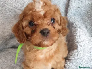 Cavapoo dogs Cavapoo pups - 1 boy 2 girls - Advert 6