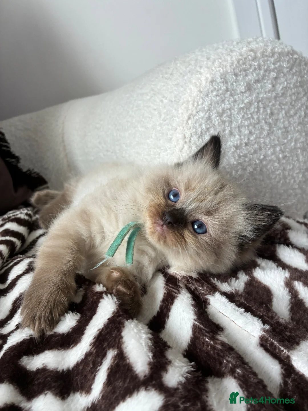 Ragdoll cats for sale: Ragdoll kittens  - Advert 2