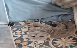 British Shorthair cats for sale: Britishshort hair kittens - Image 11