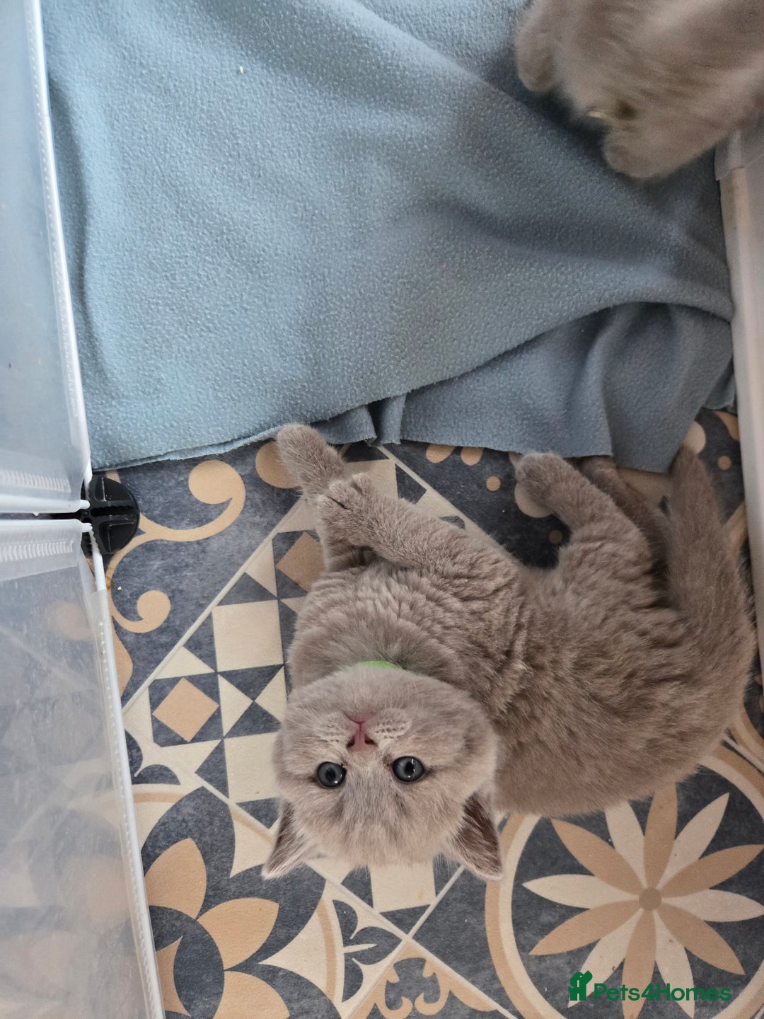 British Shorthair cats for sale: Britishshort hair kittens - Image 11
