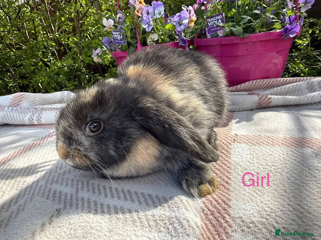 Mini Lop rabbits for sale: Mini lop babies - Advert 12