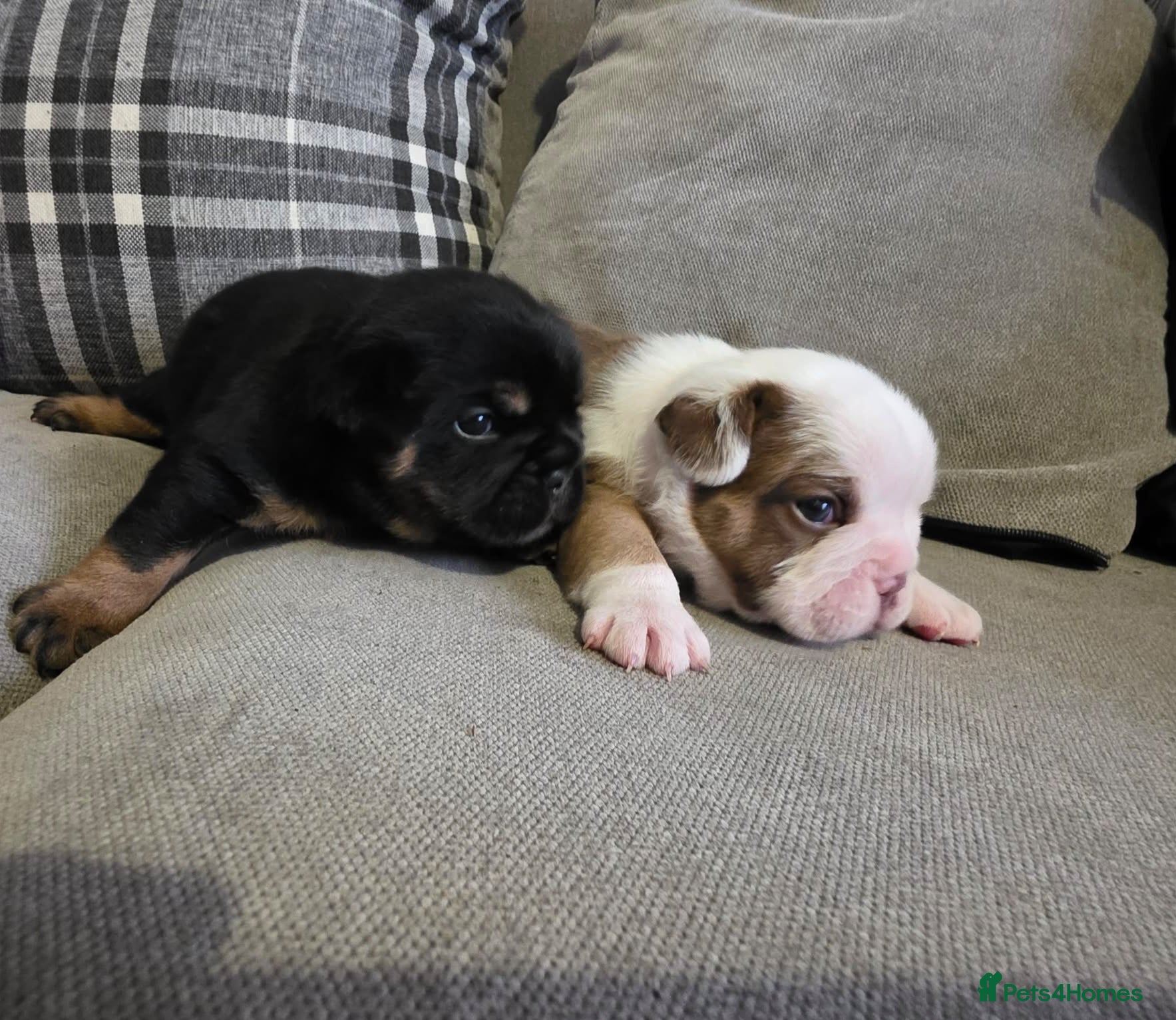 Mixed Breed dogs 2 beautiful British bulldog cross pups  - Advert 6