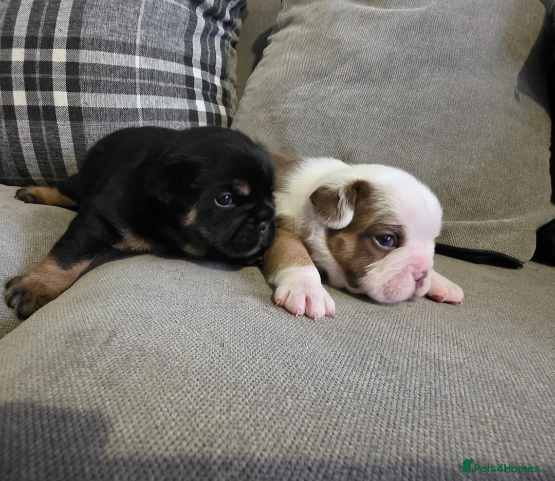 Mixed Breed dogs for sale: 2 beautiful British bulldog cross pups  - Advert 1