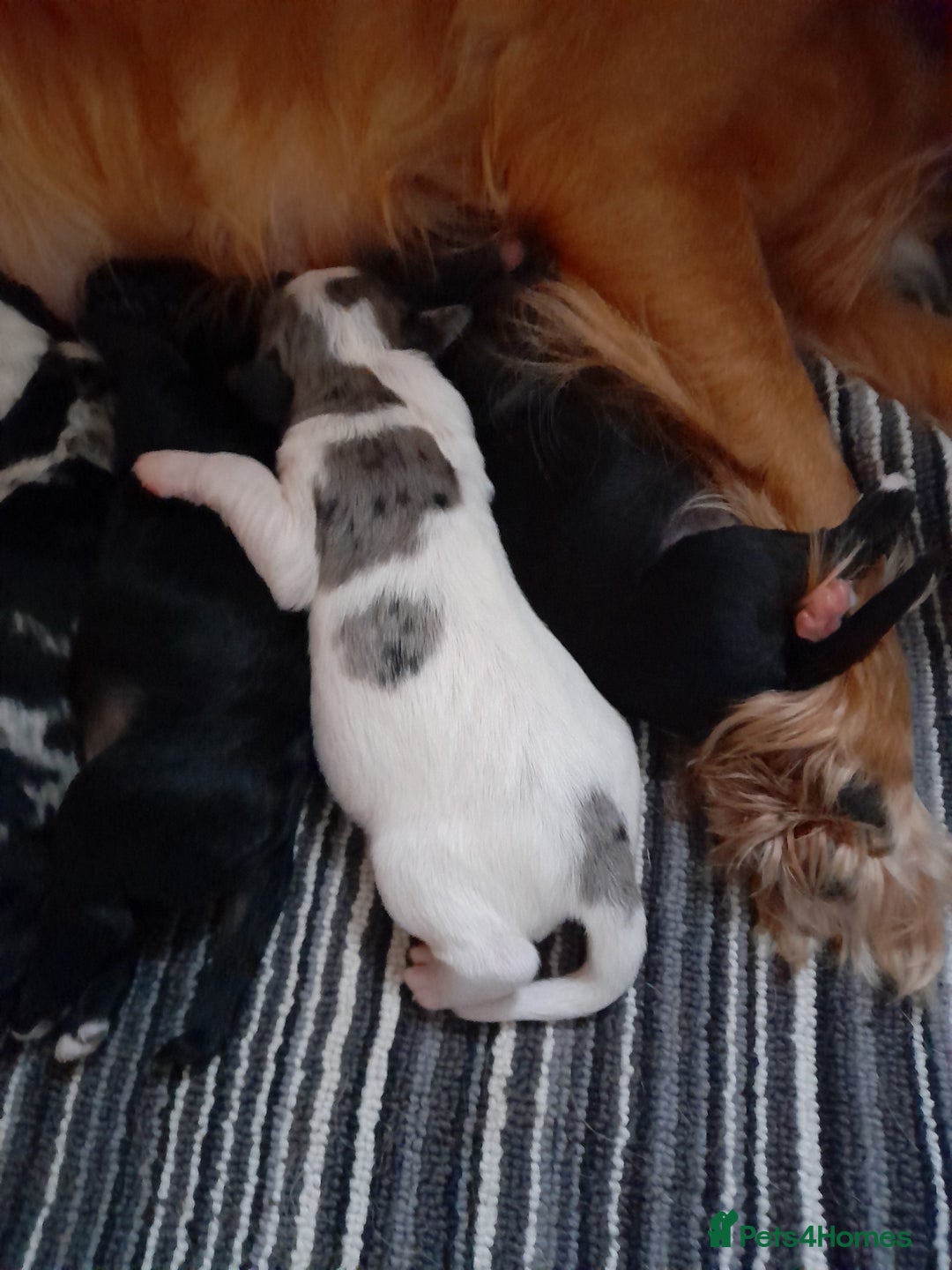 Sprocker dogs for sale: Gorgeous Sprocker pups.  - Image 18