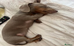 Miniature Dachshund dogs for sale: Miniature Dachshund For Sale - Image 2