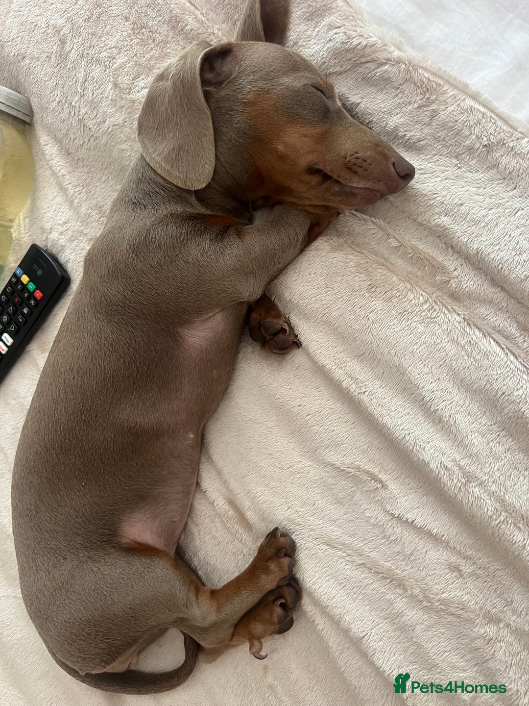 Miniature Dachshund dogs for sale: Miniature Dachshund For Sale - Image 2