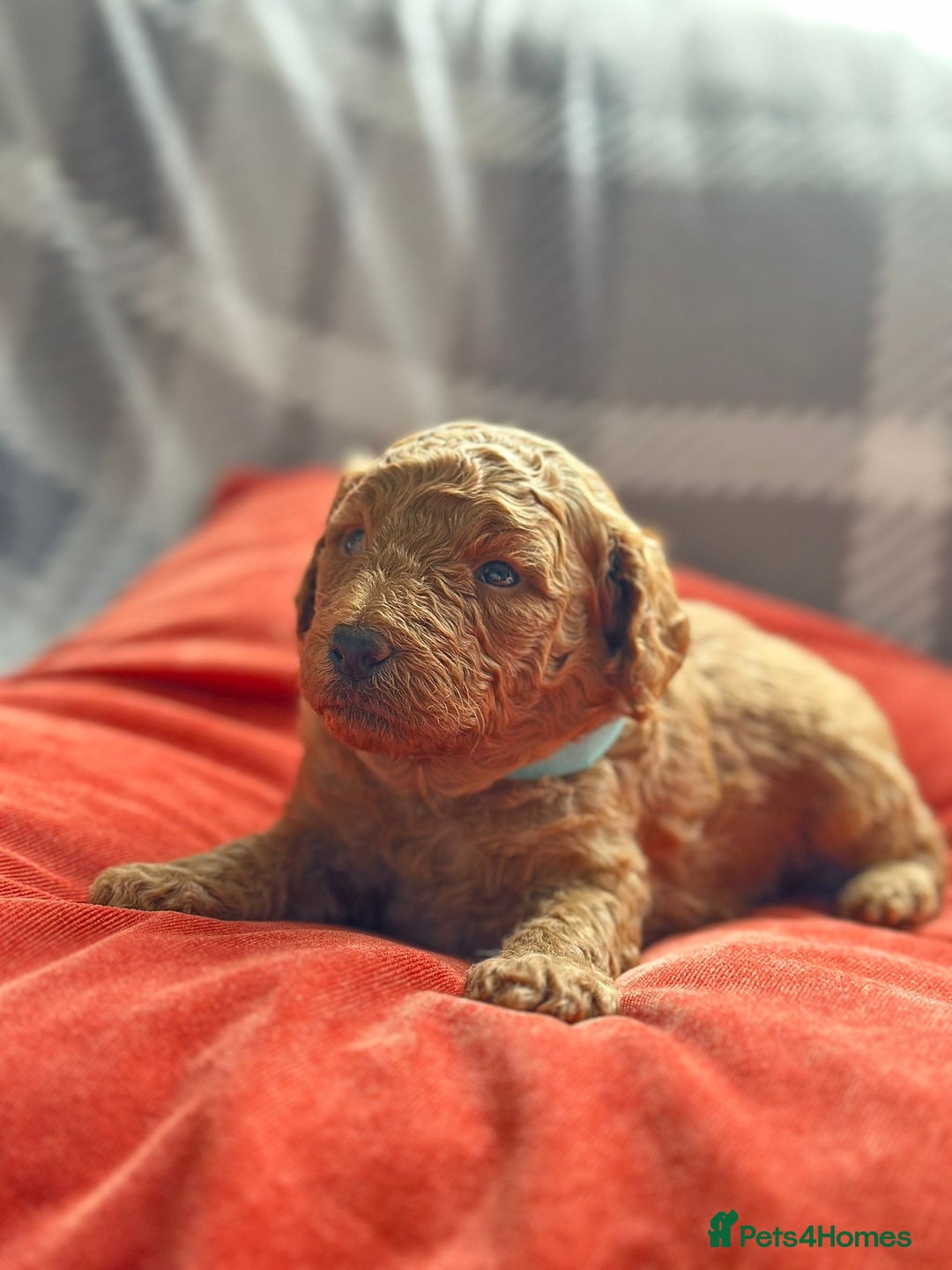 Mixed Breed dogs for sale: Poochon x Maltipoo puppies - Image 12