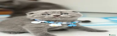 Scottish Fold Kitten 2