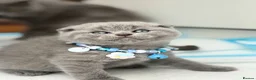 Scottish Fold cats for sale: Last Scottish lillac girl  - Advert 28