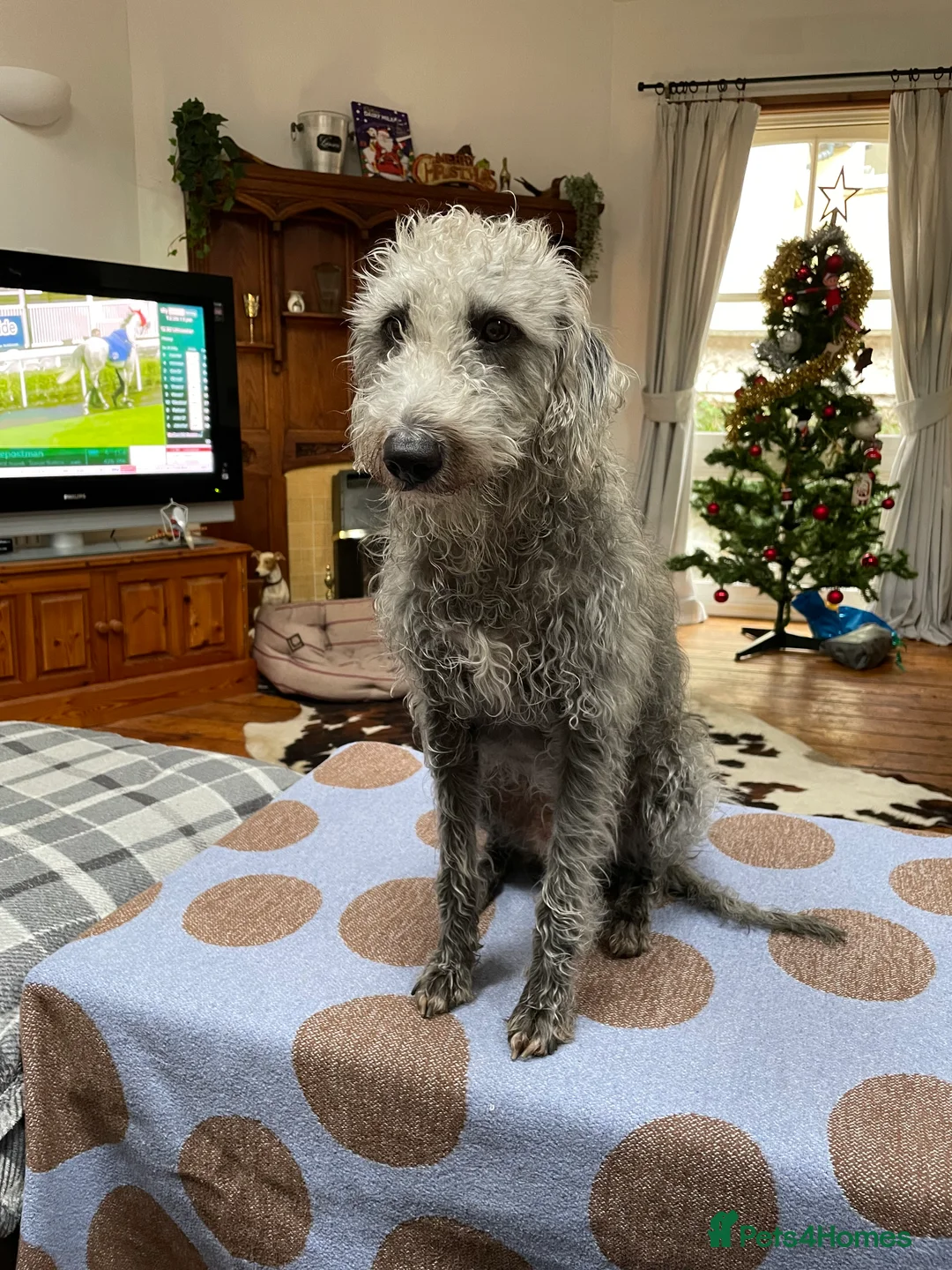 Bedlington Terrier dogs for stud: 3/4 Bedlington 1/4 Whippet Stunning boy for stud - Advert 8