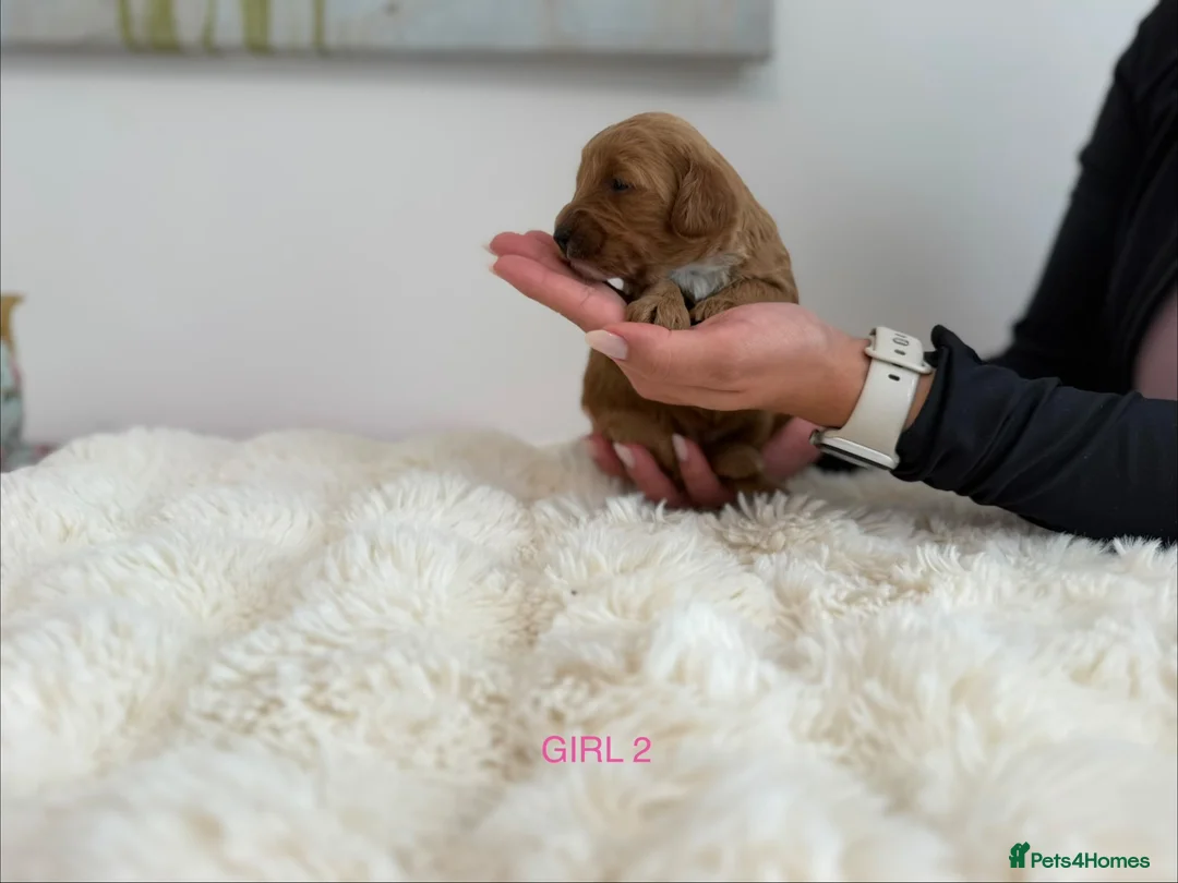 Cockapoo dogs for sale: Say Hello To Our Most Adorable Cockapoo Puppies - Advert 26