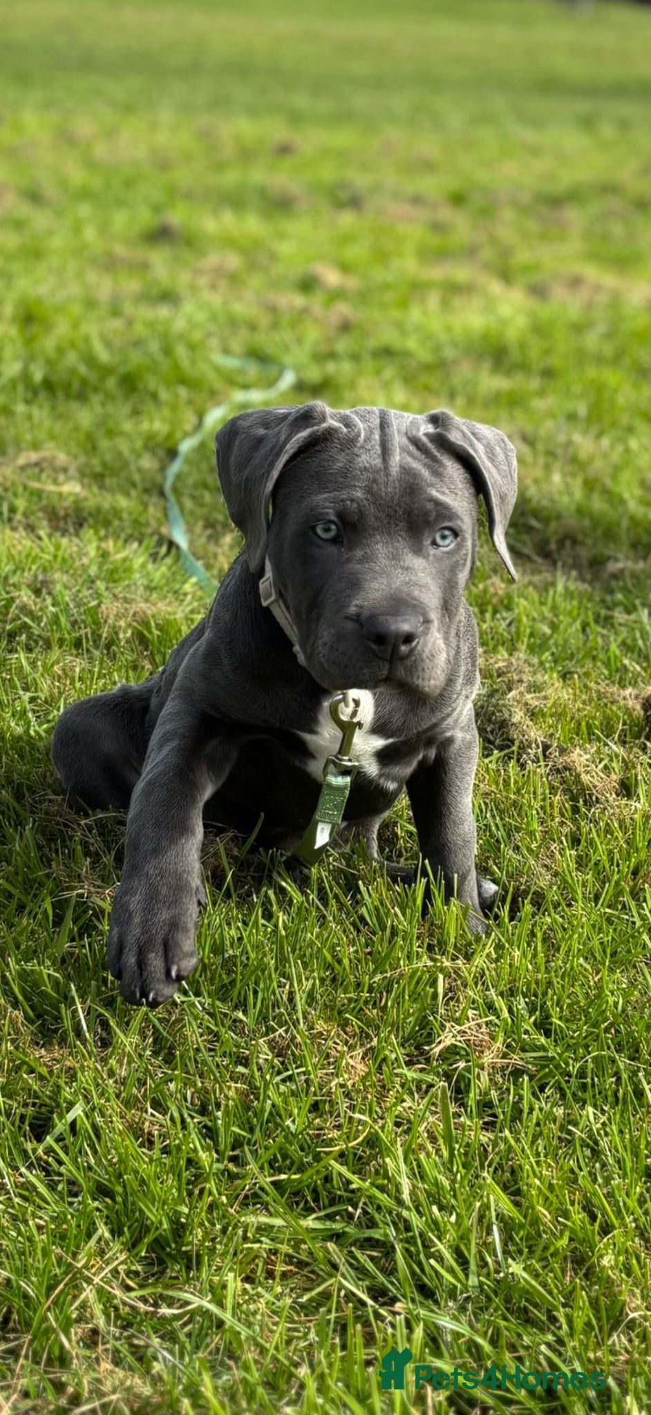 Cane Corso dogs Rehome Cane Corso Puppy - Advert 1