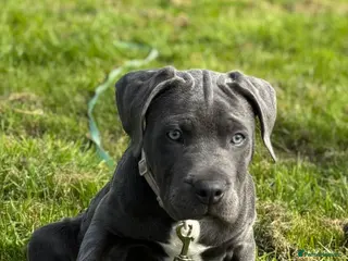 Cane Corso dogs Rehome Cane Corso Puppy - Advert 1