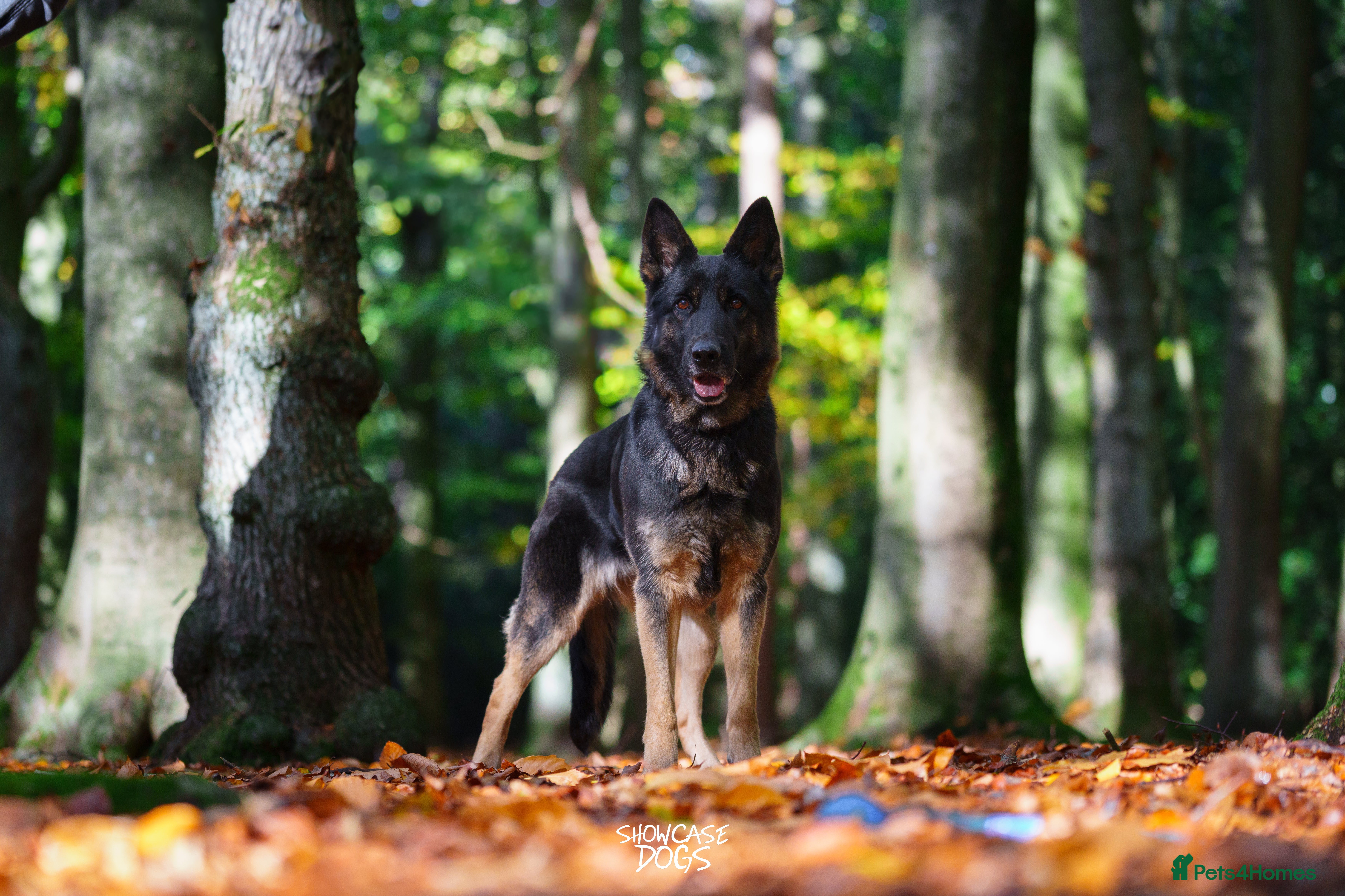 German Shepherd dogs KC German Shepherd Puppies - Advert 18