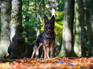 German Shepherd dogs KC German Shepherd Puppies - Advert 18