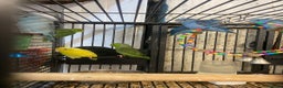 Parrots birds for sale: Available BIRDS/PARAKEETS/PARROTS  - Advert 20