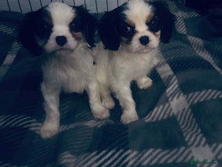 Cavalier King Charles Spaniel dogs DNA health tested, much loved cavaliers - Advert 3