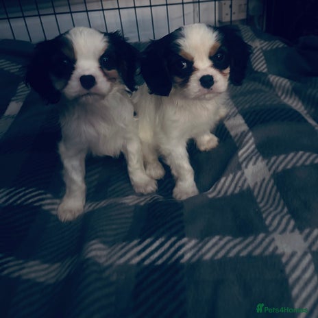 Cavalier King Charles Spaniel dogs DNA health tested, much loved cavaliers - Advert 1