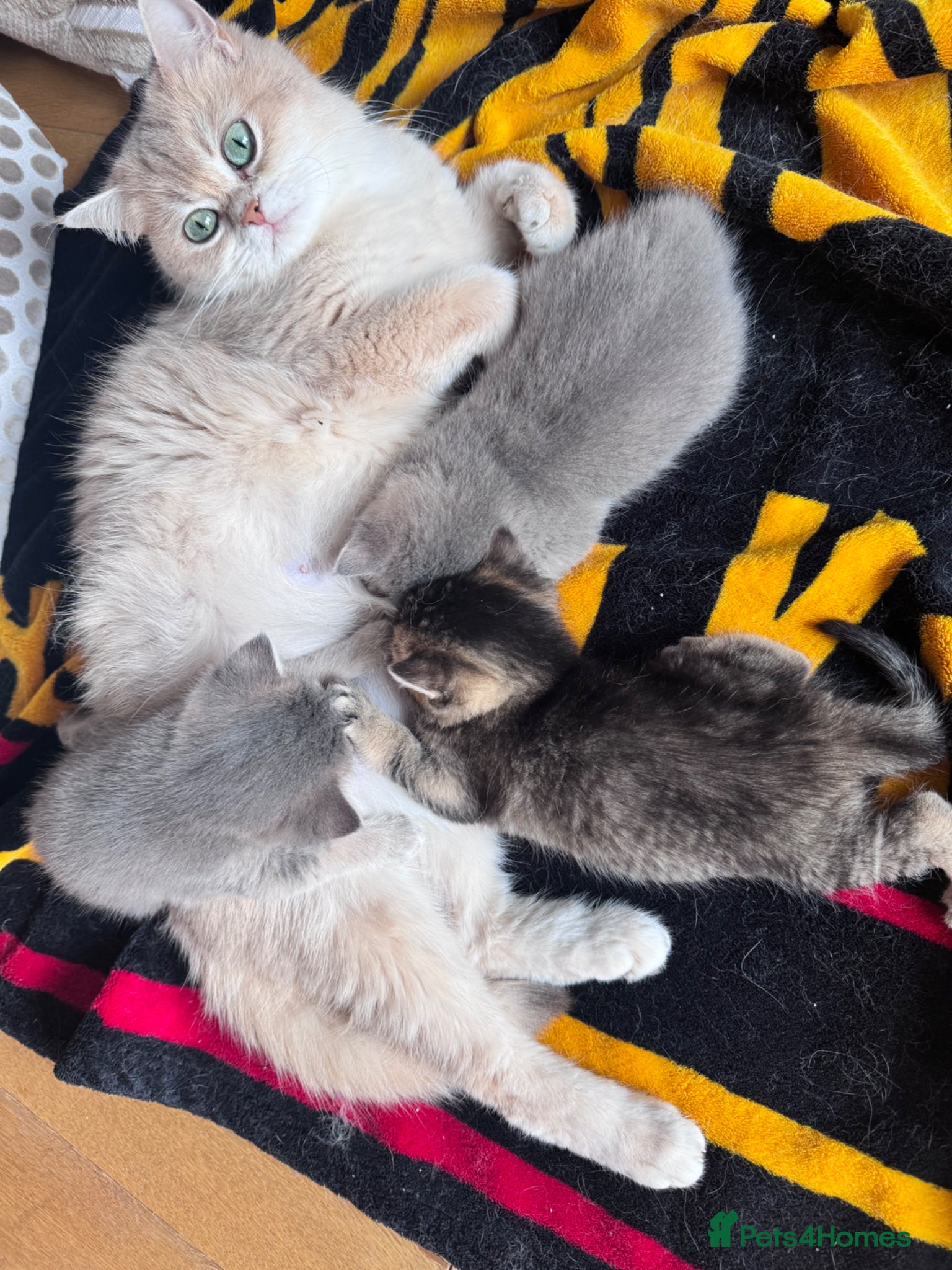 British Shorthair cats Beautiful British Shorthair Kittens Blue Eyes - Advert 2
