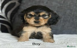 Cocker Spaniel dogs for sale: Kc registered cocker spaniels poops for sale - Image 6